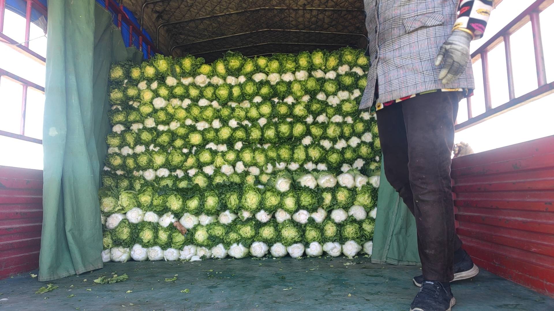 青麻白菜包装与物流运输场景