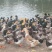 长期供应水库绿头鸭，质量保证，量大从优。