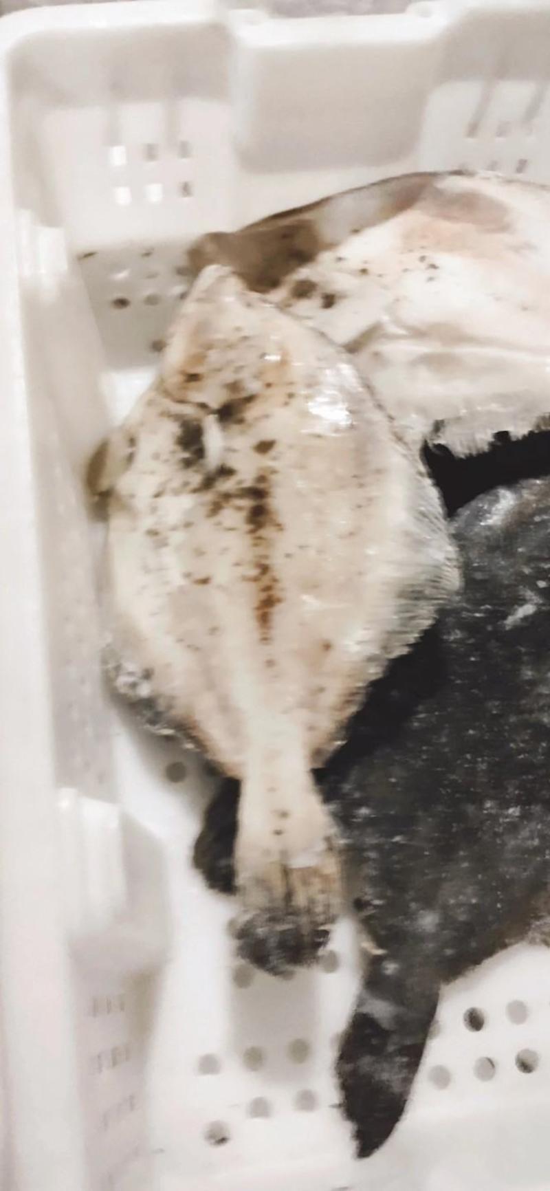 深海单冻鲽鱼无污染食堂酒店礼盒超市供应都可以用回头率高