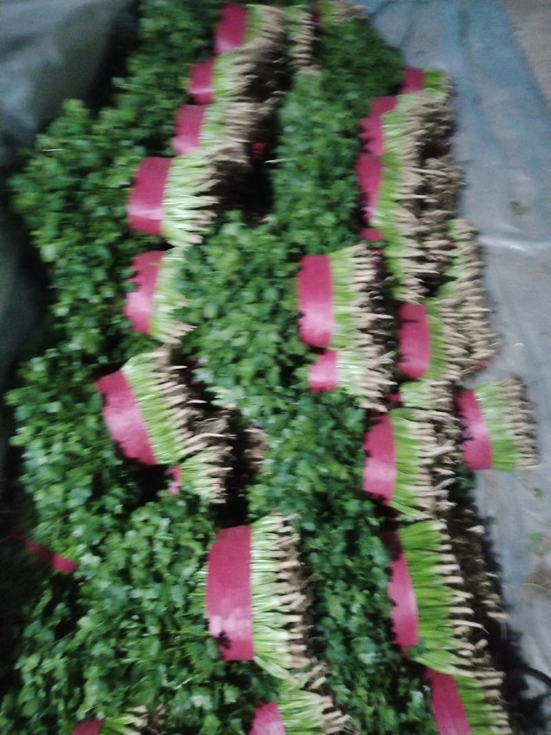 铁杆青香菜，叶大色绿，适合全国各地耐运输，
