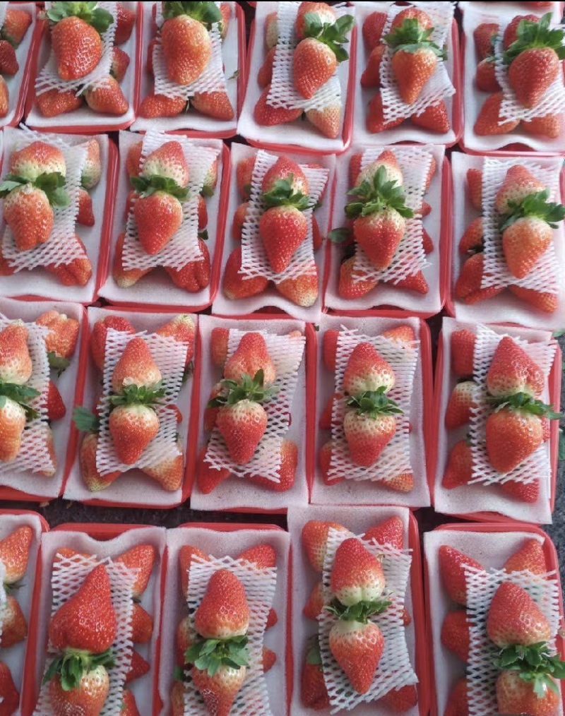 徐州宁玉草莓10.20上市