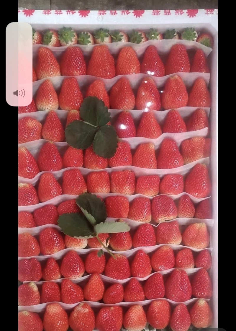 徐州宁玉草莓10.20上市