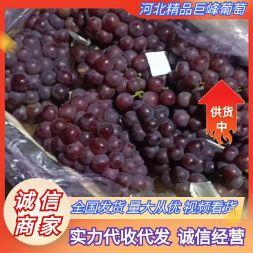 软枝巨峰葡萄颗粒大口感甜货源充足对接全国客商