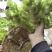 儿菜（抱子芥）