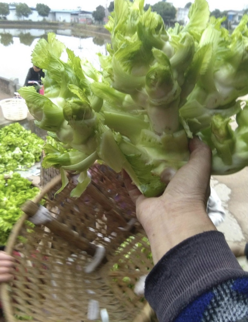儿菜（抱子芥）