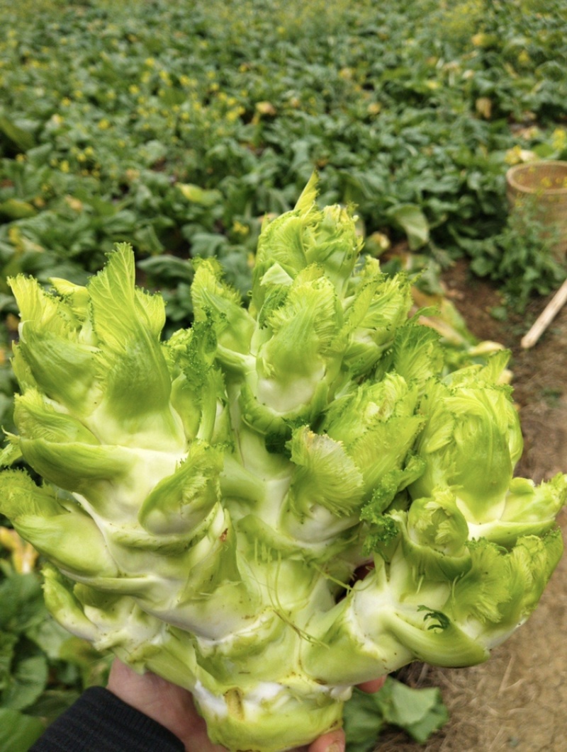 儿菜（抱子芥）