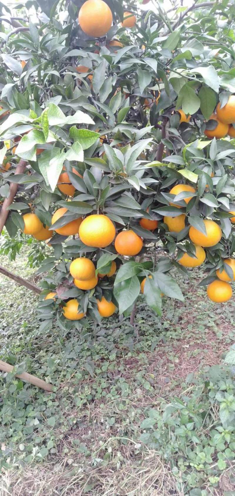 爱媛果冻橙