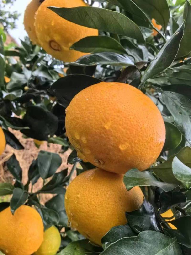 爱媛~果冻橙