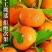 广西沙糖橘，南丰蜜橘，纯甜无渣，可视频订货，高品质