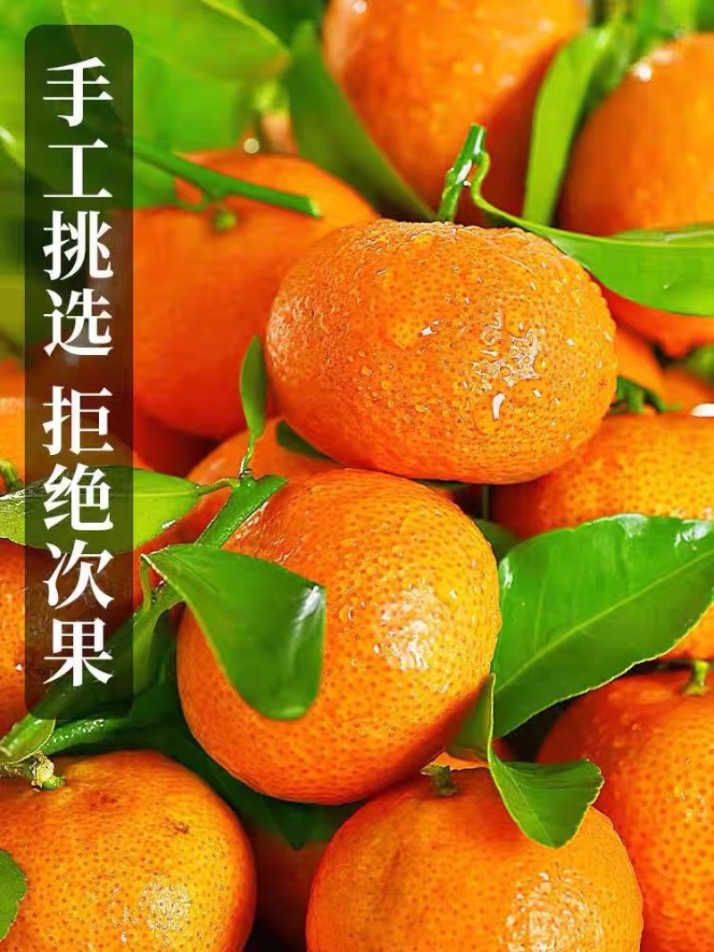 广西沙糖橘，南丰蜜橘，纯甜无渣，可视频订货，高品质