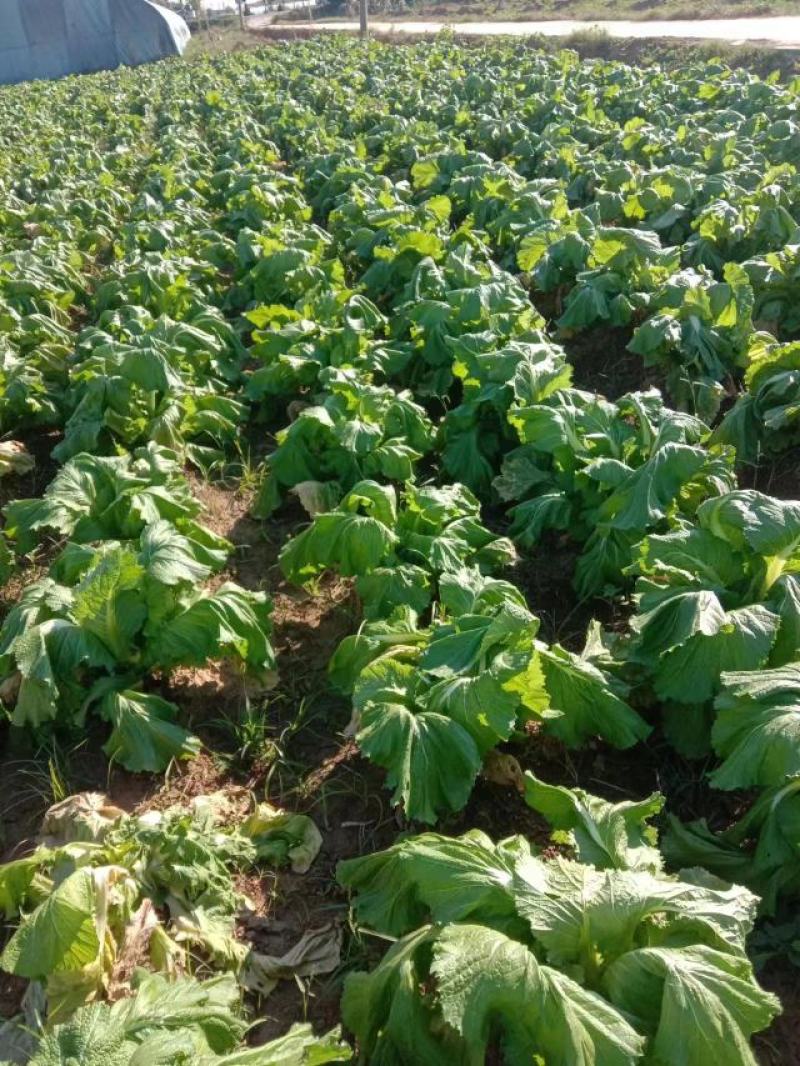 【店长推】安徽蔬菜儿菜农田种植发货品质好全国发
