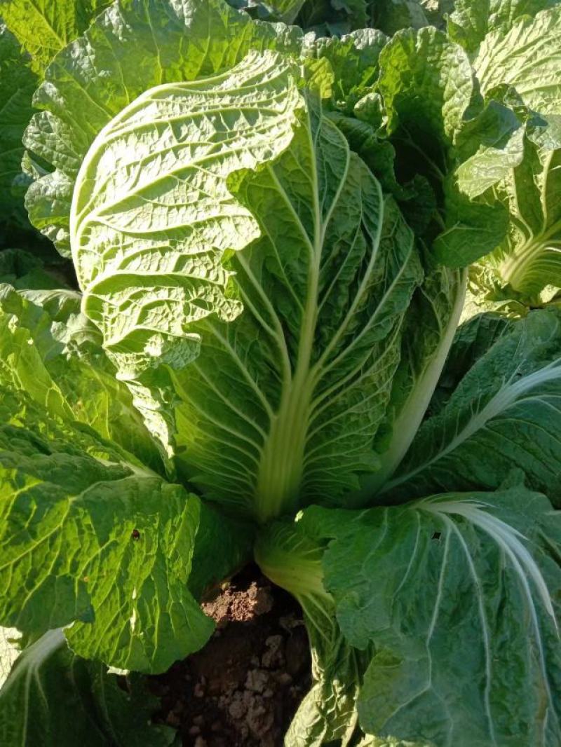 【店长推】安徽蔬菜儿菜农田种植发货品质好全国发