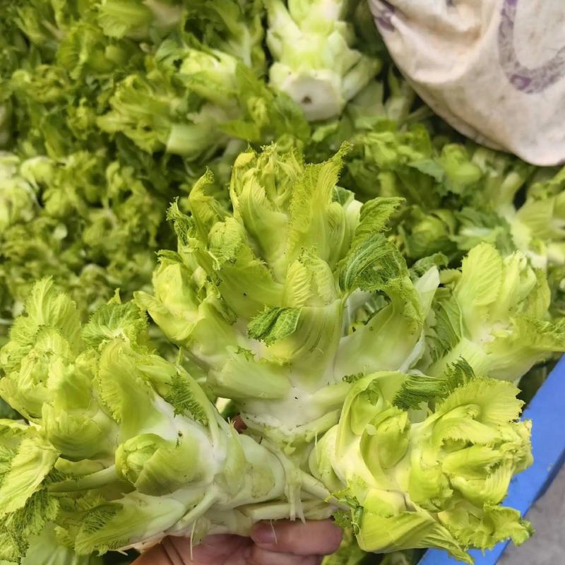 【店长推】安徽蔬菜儿菜农田种植发货品质好全国发