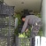 【店长推】安徽蔬菜儿菜农田种植发货品质好全国发