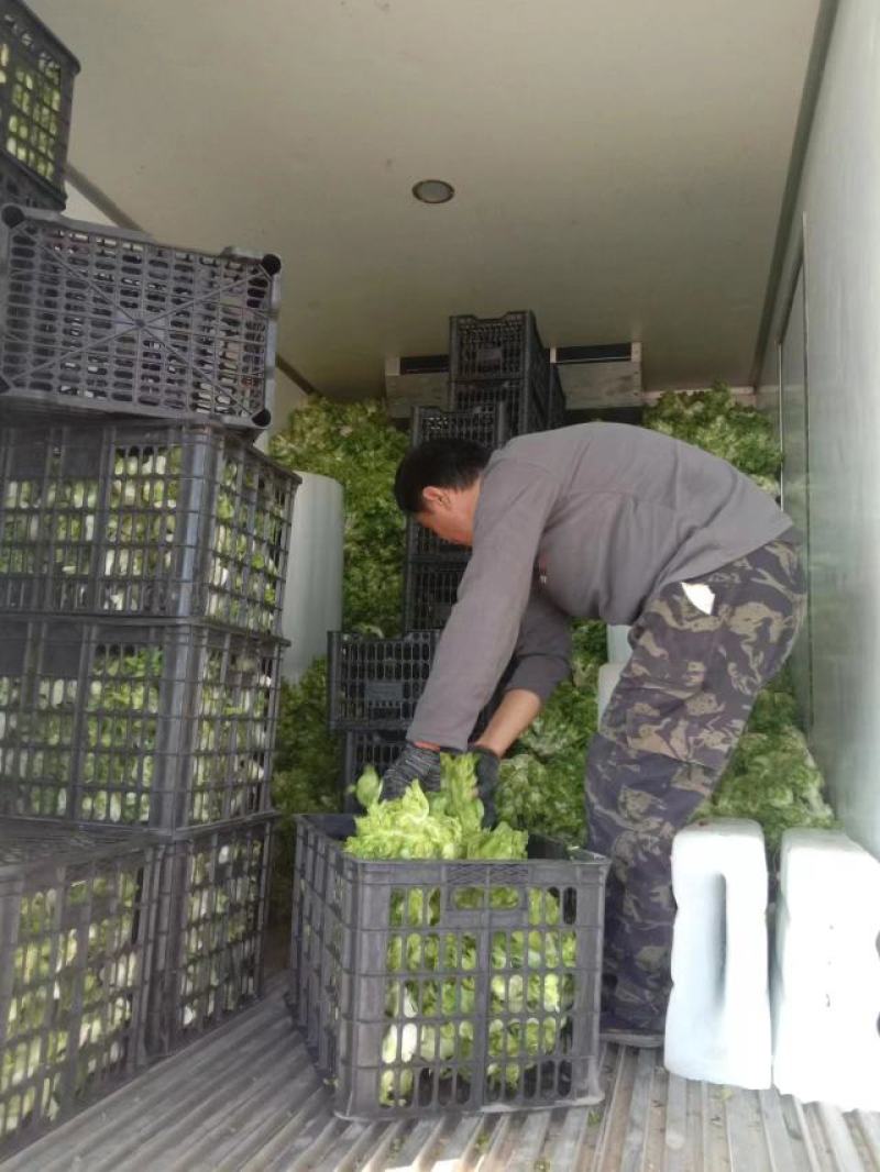 【店长推】安徽蔬菜儿菜农田种植发货品质好全国发
