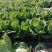 【店长推】安徽蔬菜儿菜农田种植发货品质好全国发