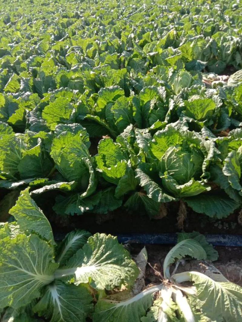 【店长推】安徽蔬菜儿菜农田种植发货品质好全国发