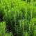 贵州精品湿地松营养袋湿地松大量有货欢迎来电咨询