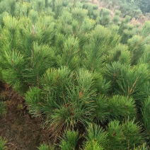 贵州精品马尾松基地直供质量保证欢迎来电咨询