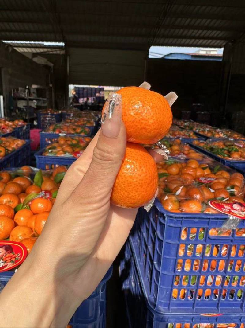 广西砂糖橘，纯甜无渣，产地大量供货，品质保证，对接出口