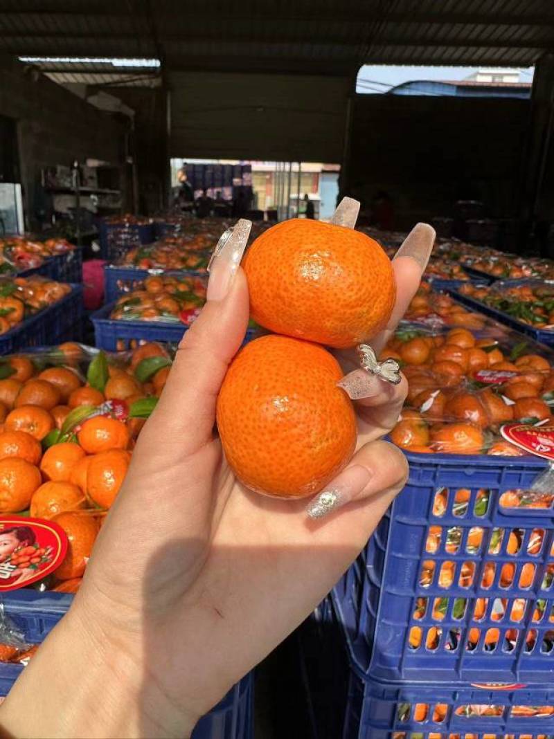 广西沙糖桔，纯甜入口即化，产地对接全国客户市场，**