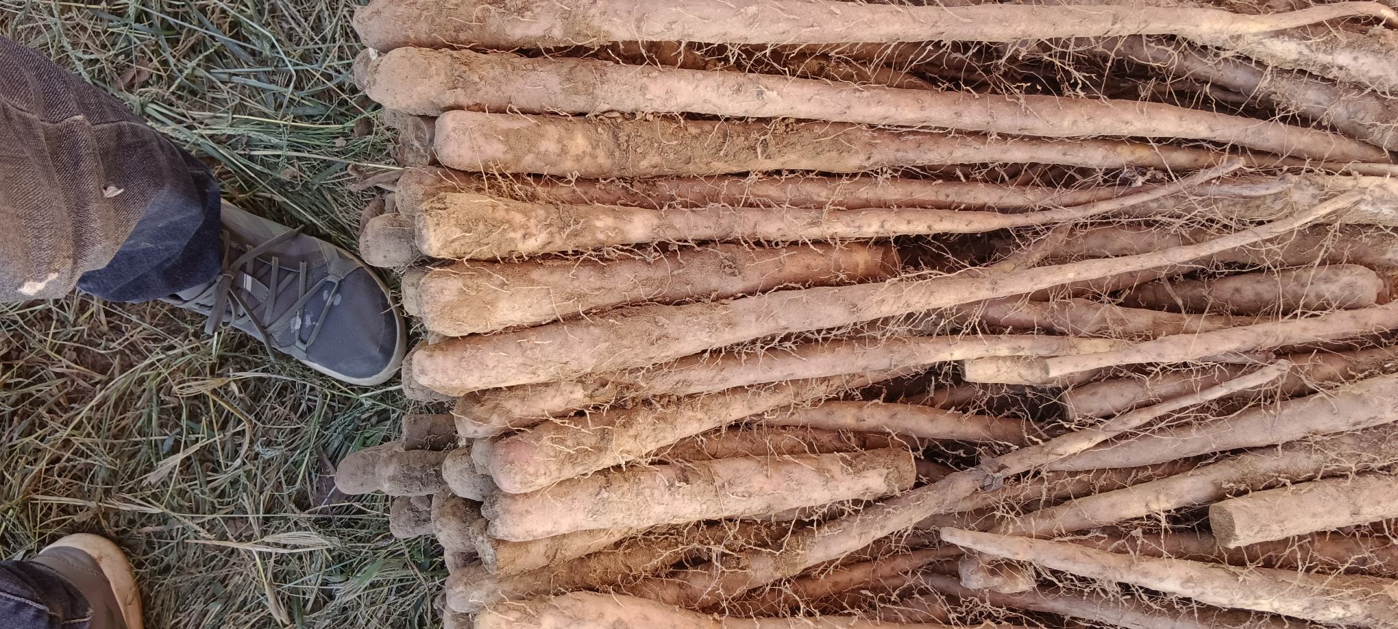 双棒山药实物特写