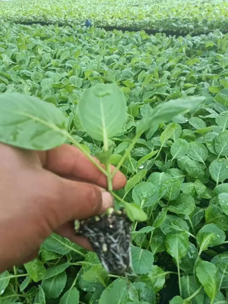 砀山培育有机花菜苗成长快存活率高发货快全国可发