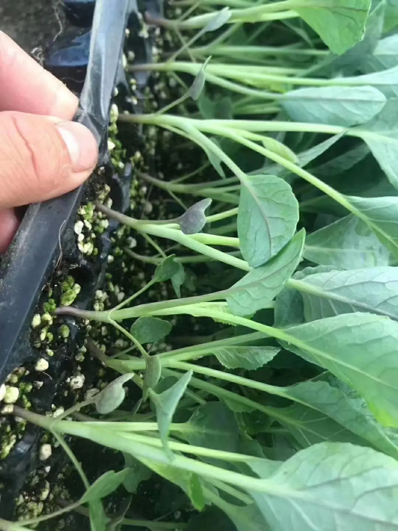 砀山培育有机花菜苗成长快存活率高发货快全国可发
