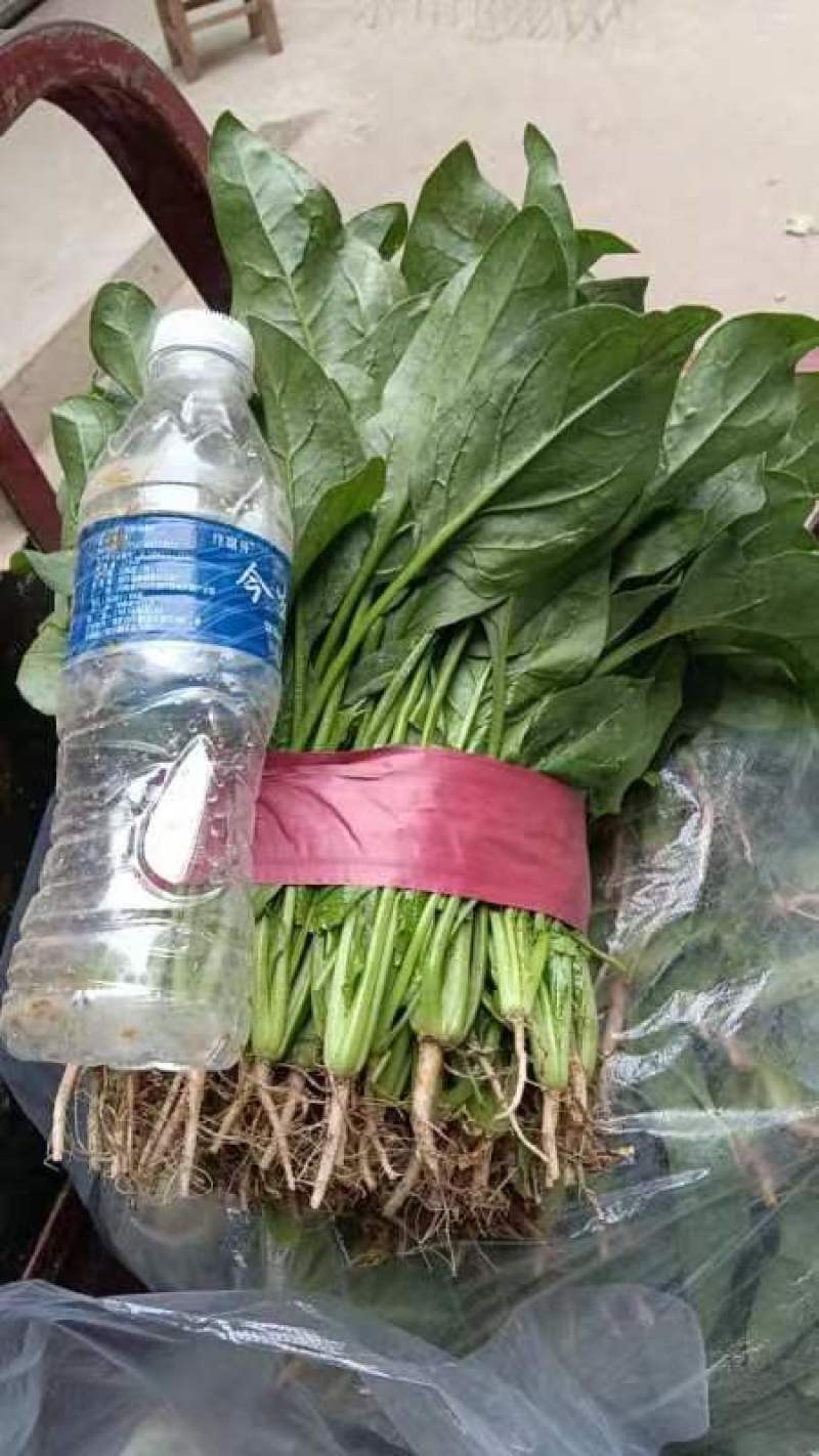 大叶菠菜