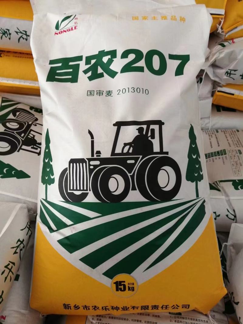 30斤【高品质】百农207小麦种子不包邮！