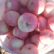 【推荐】寒富苹果大量供应保质保量对接全国市场葫芦岛产地