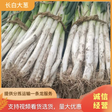 【推荐】长白大葱，葱白40公分左右，粗2-3公分大量上市