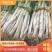 【推荐】长白大葱，葱白40公分左右，粗2-3公分大量上市