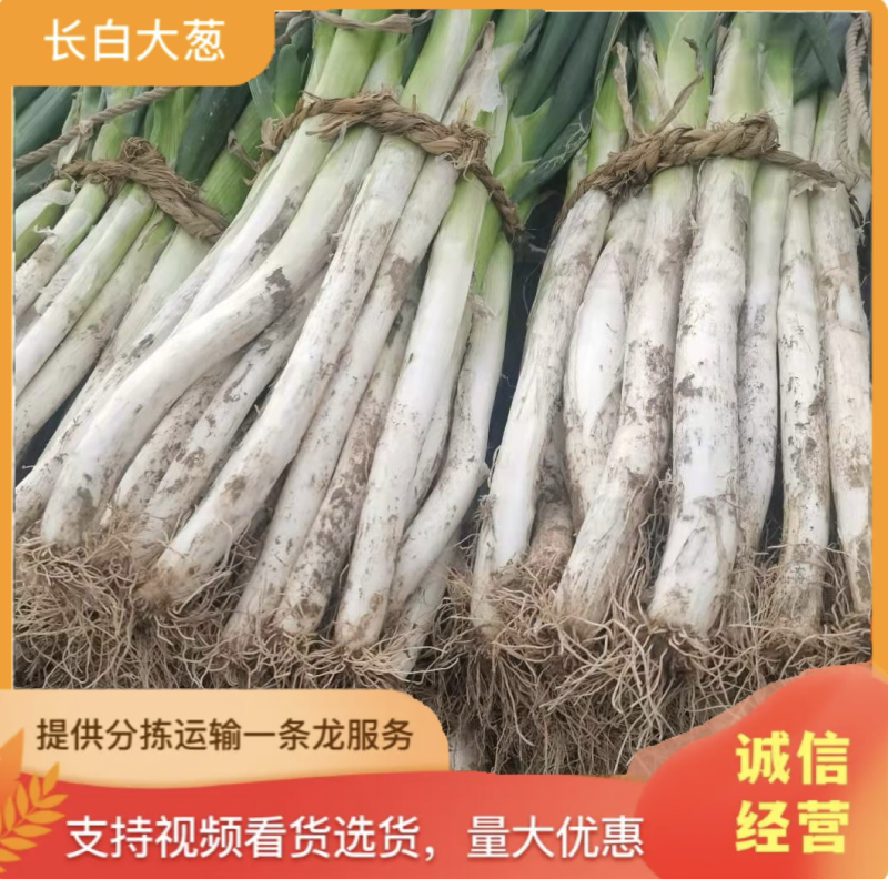 【推荐】长白大葱，葱白40公分左右，粗2-3公分大量上市