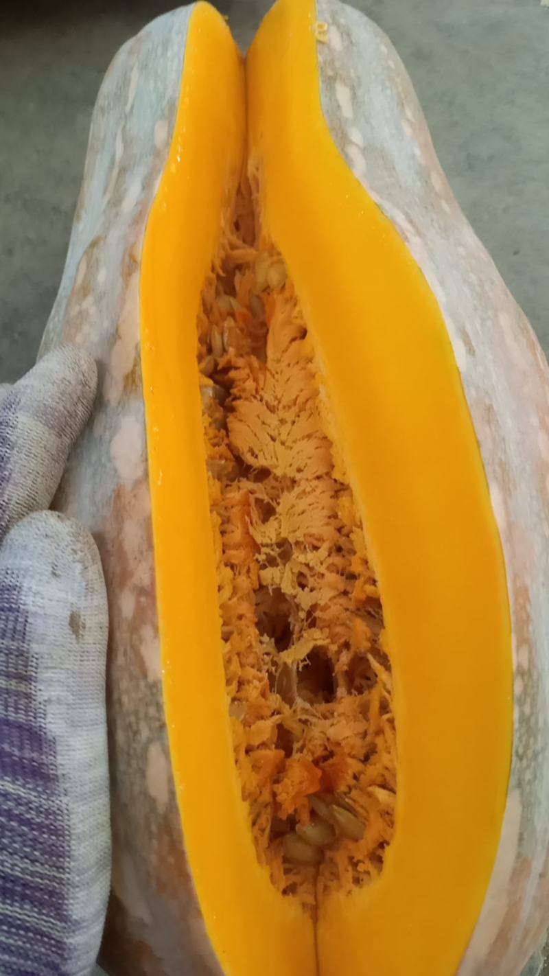 云南蜜本南瓜大量供应保质保量对接全国客商可视频验货