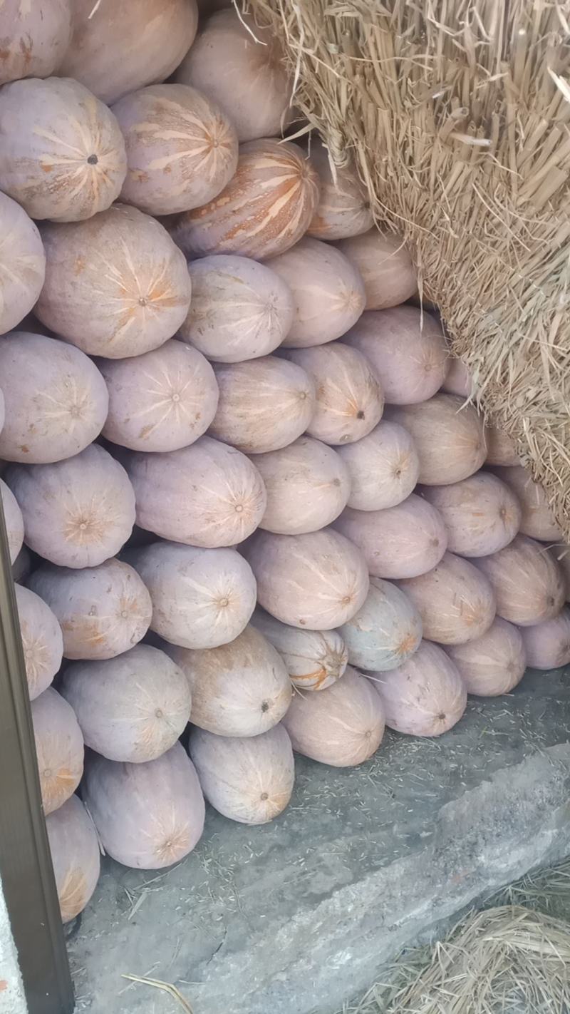 云南蜜本南瓜大量供应保质保量对接全国客商可视频验货