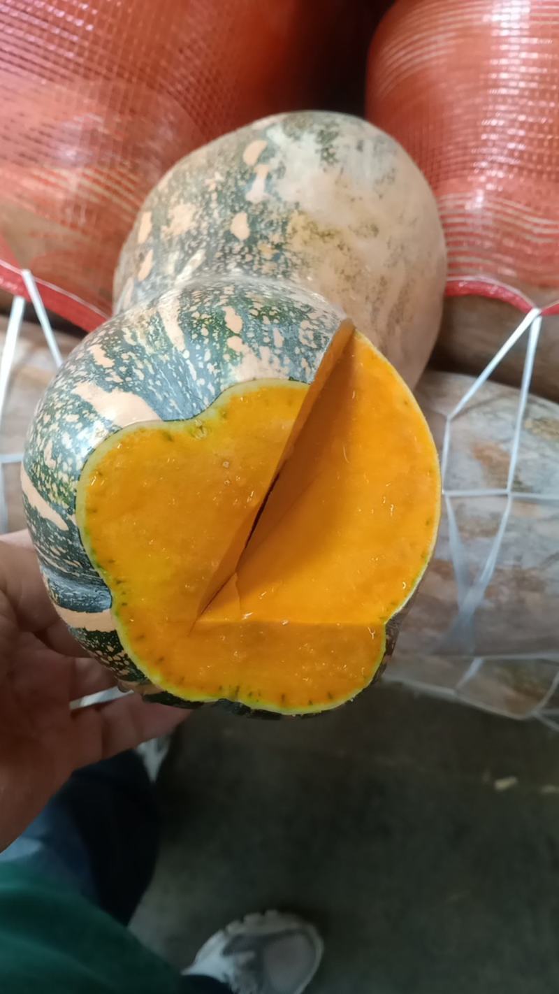 云南蜜本南瓜大量供应保质保量对接全国客商可视频验货