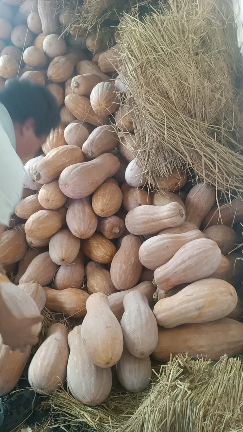 云南蜜本南瓜大量供应保质保量对接全国客商可视频验货