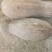 四川高山蜜本南瓜，品质保证价格真实，支持视频看货
