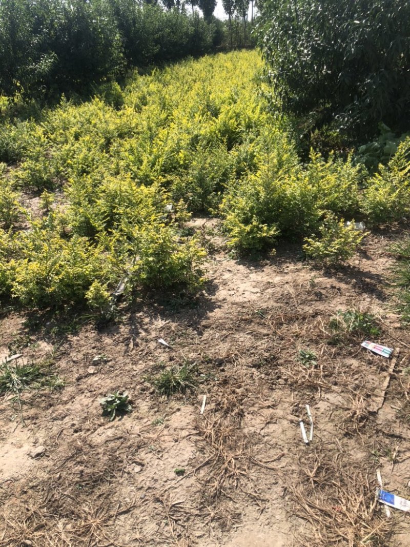 邢台产地籽播金叶榆小苗基地自产自销欢迎新老客户选购合作