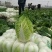 湖北黄心白菜，产地直供，无烧心，无虫眼，质量保证价格优惠
