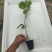 钦蜜九号百香果苗