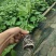 钦蜜九号百香果苗