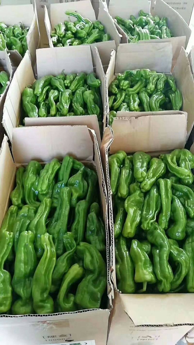 薄皮辣椒，芜湖椒，苏椒，大量上市，产地直供，一手货源