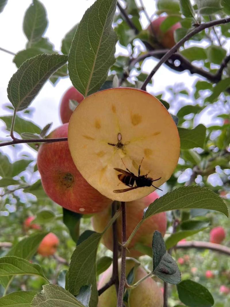 汉源糖心苹果