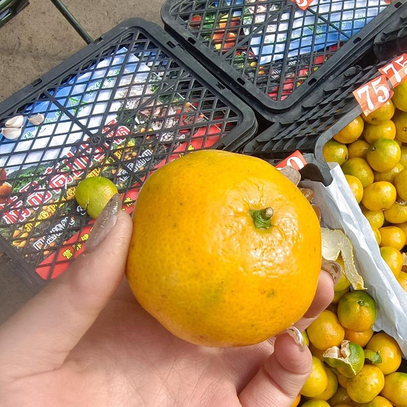 东江湖蜜橘大量有货，精品货需要的老板可以联系我