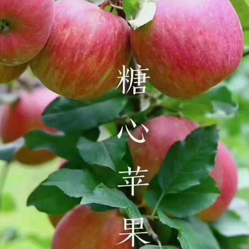 茂县糖心红富士，巴适得很。