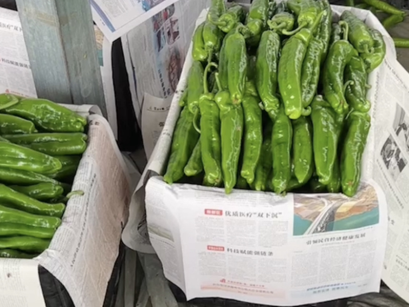 301辣椒大吨位供应每天供应200吨保证品质