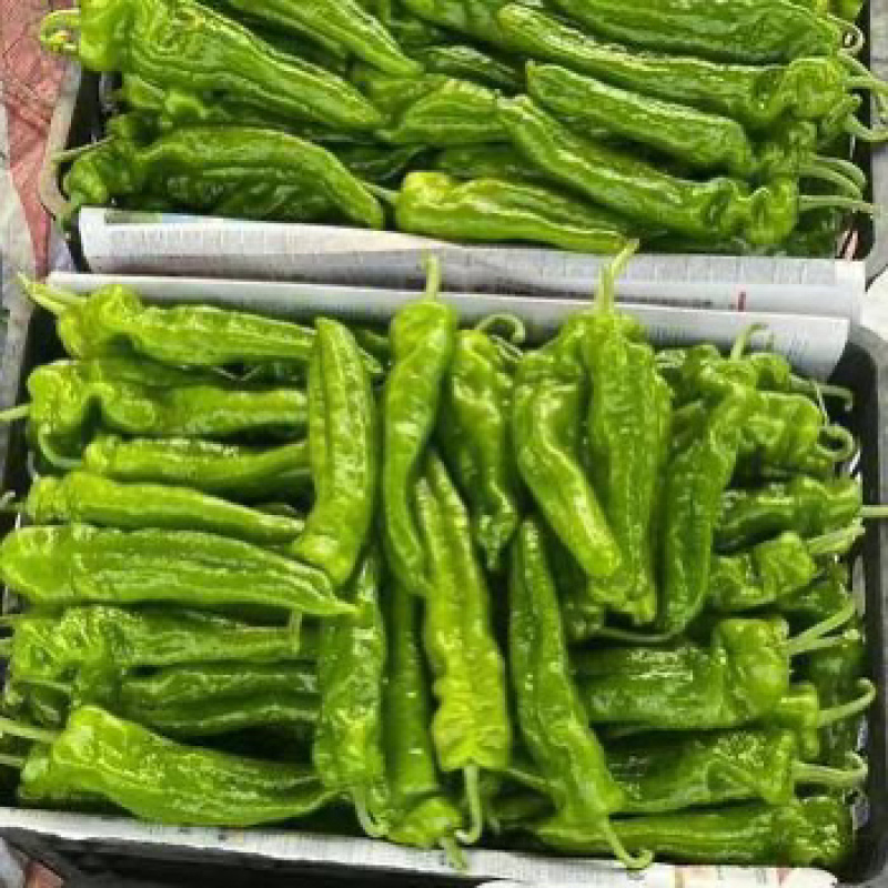 301辣椒大吨位供应每天供应200吨保证品质