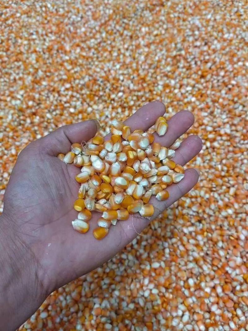东北玉米、缅甸玉米、老挝玉米大量供应欢迎咨询